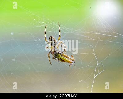 Common garden spider hooking its legs onto its web and enjoying a meal of grasshopper or cricket against muted green background Stock Photo