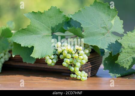 Bunches of yellow grape with leaves on green natural background. Stock Photo