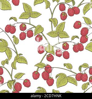Raspberry graphic red green color seamless pattern sketch illustration vector Stock Vector