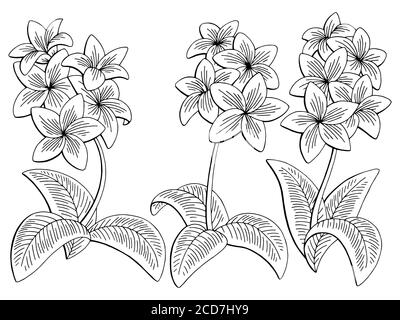 Plumeria flower graphic black white isolated sketch set illustration vector Stock Vector