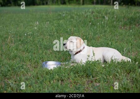 Hungry labrador with bowl of dog food ready to eat. waiting for permission from owner Stock Photo