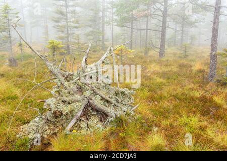 Uprooted tree on a mire in fog Stock Photo