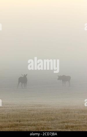 Two bull moose in a field on a foggy morning Stock Photo