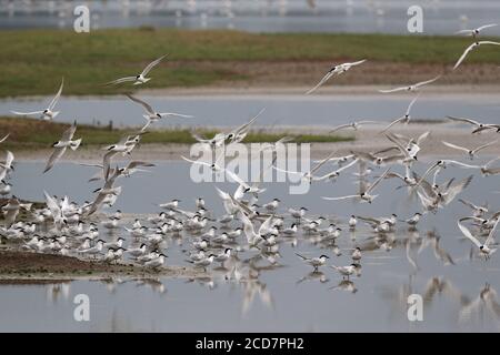 Gull-billed Terns (Geochelidon nilotica), flock at Mai Po Marshes Nature Reserve, Deep Bay, Hong Kong, China 14 April 2017 Stock Photo