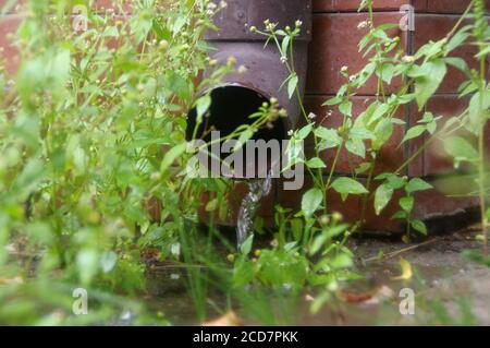 Water flows from the gutter after rain. Rainwater retention and drainage. Drain pipe among plants. Stock Photo