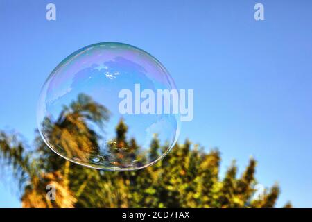 The soap bubble flies against the blue sky and palm trees. Bubbles of air on a sunny summer day outdoors. Stock Photo