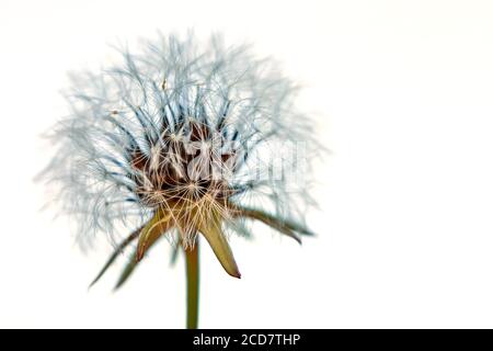 Blooming dandelion in nature on a white background. Old dandelion close up Stock Photo