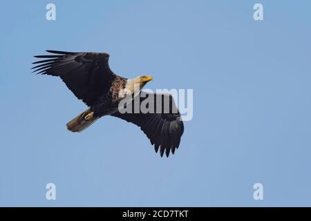 Bald Eagle Soaring above ocean with blue sky Stock Photo