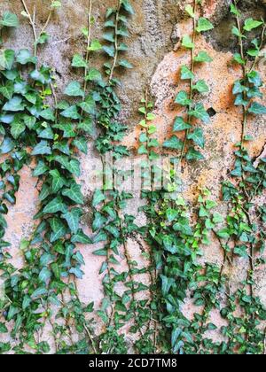 background old concrete wall with cracked peeling  paint, texture, Stock Photo