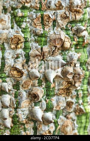 Tree bark in green brown tones with prickles texture background Stock Photo
