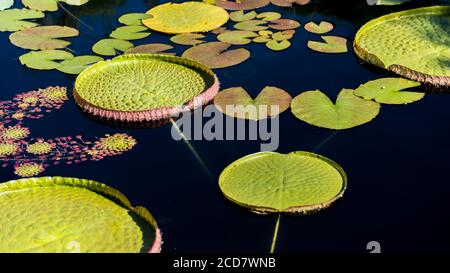 Victoria water lily pads in a pond Stock Photo