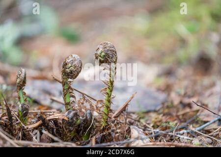 FERN FRONDS UNFOLDING FROM THE FOREST FLOOR Stock Photo