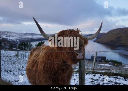 Highland Cattle looking through fencing, Isle of Skye Stock Photo