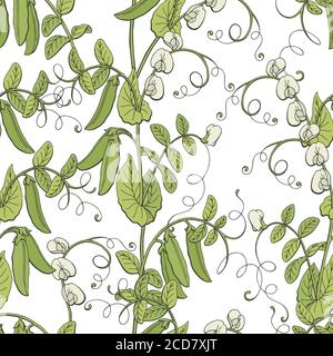 Pea graphic vegetable green color seamless pattern background sketch illustration vector Stock Vector