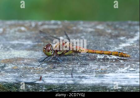 Common Darter Dragonfly male Stock Photo