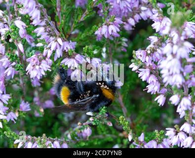 Buff-tailed Bumblebee with mites feeding on heather Stock Photo