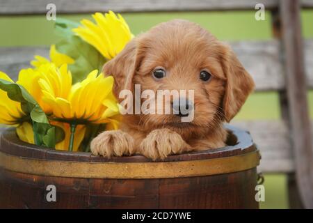 F1 Goldendoodle Puppy sitting in a tub Stock Photo
