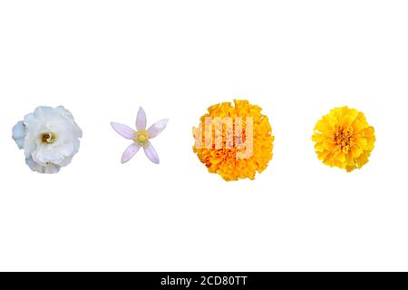 hybrid flowers of marigold, Tagetes, lemon, white rose on white isolated background Stock Photo