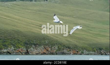 the gulls fly over the shore. Chroicocephalus ridibundus Stock Photo