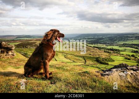 Chocolate brown working cocker spaniel looking out over the Derbyshire Dales from Curbar Edge, UK Stock Photo