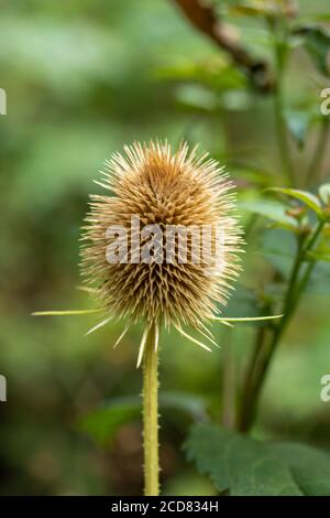 Close-up Teasel showing natural spikes and textures Stock Photo