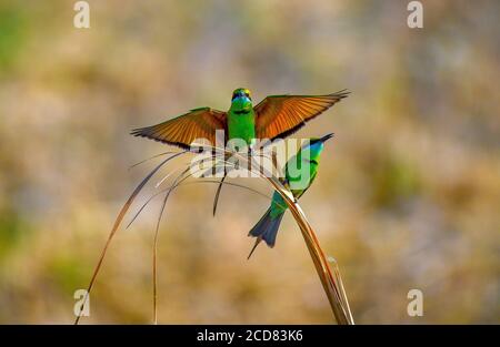 bee eaters in wildlife Stock Photo