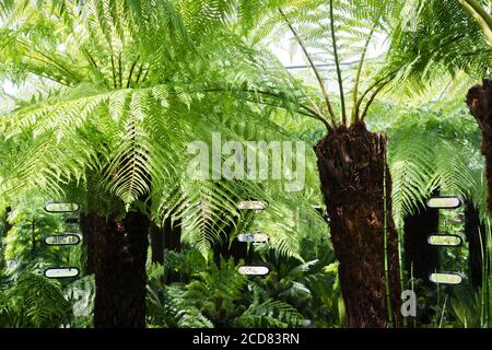 FERNS IN THE SHOW GARDEN ‘THE SMART VISION GARDEN’ HAVING THE VISION TO SEE BEYOND MENTAL ILLNESS, DESIGNED BY STEVE SMITH AT THE RHS HAMPTON COURT PA Stock Photo