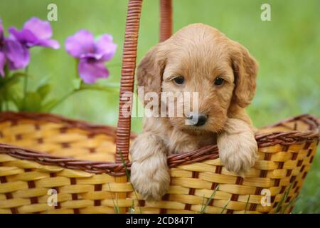 F1 Goldendoodle puppy sitting in a basket on a wooden bench Stock Photo