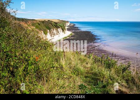 A stray Montbretia plant above Danes Dyke, Sewerby, North Yorkshire, UK Stock Photo