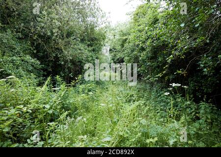 overgrown path through woodland in northern ireland uk Stock Photo