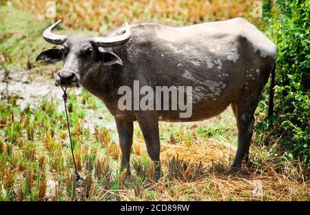 Water buffalo, Bubalus bubalus, in a rice padi, main beast of burden, South East Asia Stock Photo