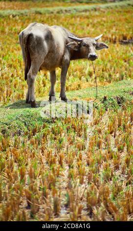 Water buffalo, Bubalus bubalus, in a rice padi, main beast of burden, South East Asia Stock Photo