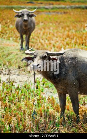 Water buffalo, Bubalus bubalus, in a rice padi, main beast of burden, South East Asia Stock Photo