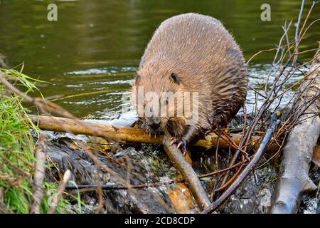 A wild beaver 'Castor canadensis', placing sticks on his beaver dam to repair a leak in the dam in rural Alberta Canada. Stock Photo
