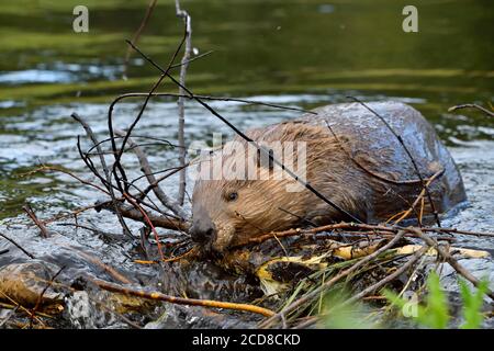A wild beaver 'Castor canadensis', placing sticks on his beaver dam to repair a leak in the dam in rural Alberta Canada. Stock Photo