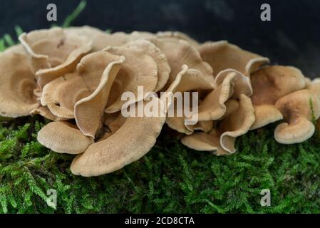 beige heterotroph fungi on tree stump macro selective focus Stock Photo