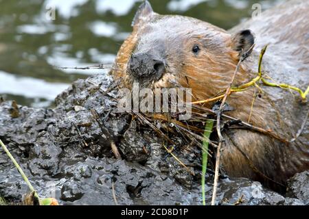 A close up image of a wild beaver "Castor canadensis", carring a load of mud to secure a leak in his dam in rural Alberta Canada. Stock Photo