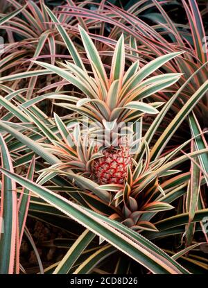 Pineapple fruit, young fruit growing on the plant, Anenas comosus Stock Photo