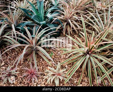 Pineapple fruit, young bromiliad plants, Anenas comosus Stock Photo