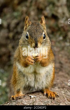 A close up portrait image of a red squirrel "Tamiasciurus hudsonicus", sitting upright eating seeds in rural Alberta Canada. Stock Photo