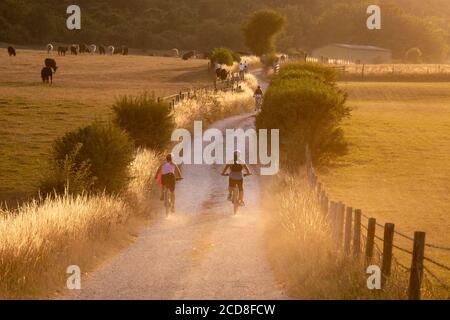 Mountain bikers on a chalk track heading for Cissbury Ring in the South Downs National Park, West Sussex, UK. Stock Photo