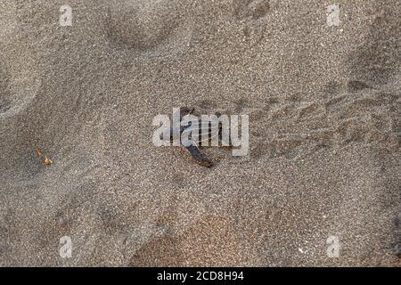 Hatchling heading for the Ocean. Biosphere citizen science project for sea turtles protection in Costa Rica Stock Photo