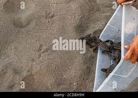 Hatchling heading for the Ocean. Biosphere citizen science project for sea turtles protection in Costa Rica Stock Photo