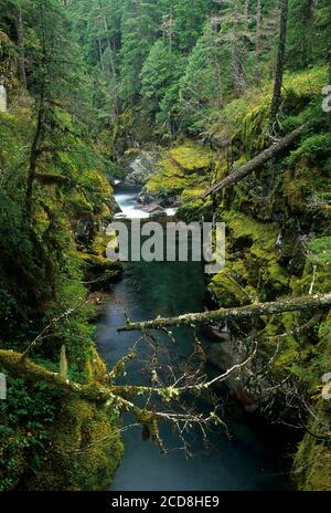 Ohanapecosh River below Silver Falls, Mt Rainier National Park, Washington Stock Photo