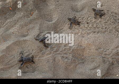 Hatchling heading for the Ocean. Biosphere citizen science project for sea turtles protection in Costa Rica Stock Photo