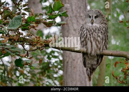 Great grey owl perched on a branch in the forest Stock Photo