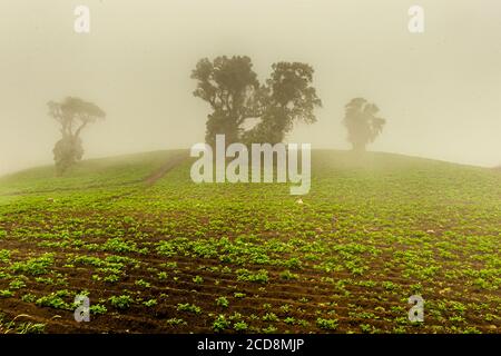Potato Farming on the Hillsides near Pacayas, Costa Rica Stock Photo