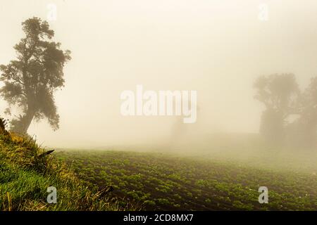 Potato Farming on the Hillsides near Pacayas, Costa Rica Stock Photo