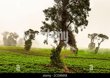 Potato Farming on the Hillsides near Pacayas, Costa Rica Stock Photo