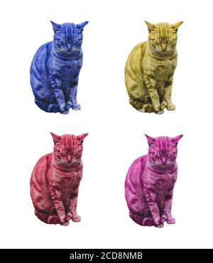 a funny sitting multicolor Cats with closed eyes, isolated on white Stock Photo